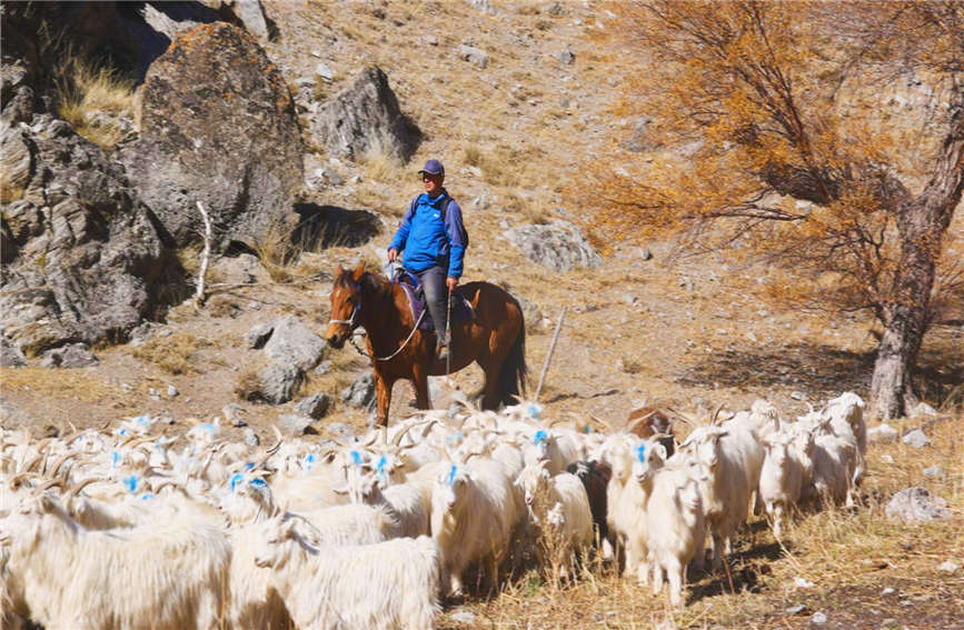 Herdspeople in China's Xinjiang move livestock to winter pastures