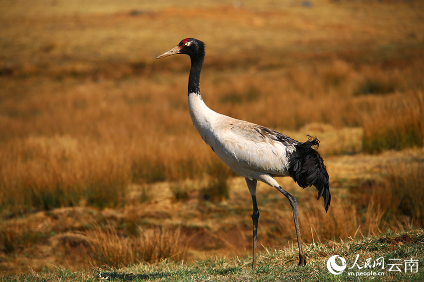 Over 1,200 black-necked cranes spend winter in nature reserve in SW China's Yunnan