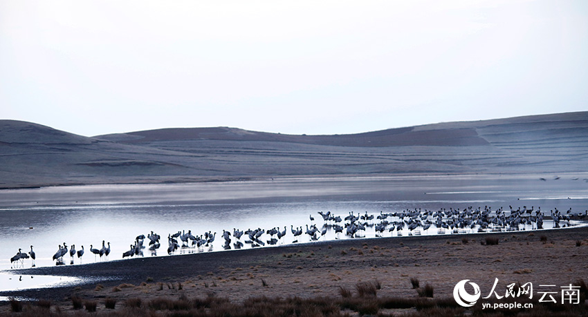 Over 1,200 black-necked cranes spend winter in nature reserve in SW China's Yunnan