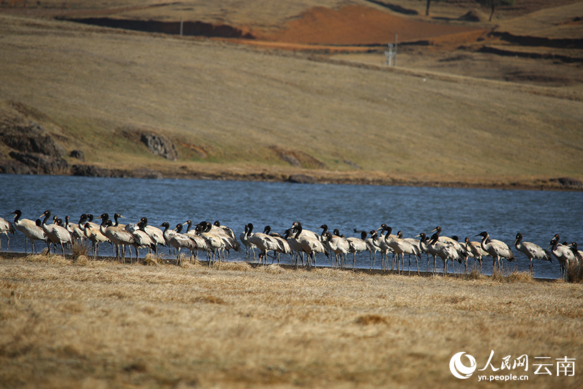 Over 1,200 black-necked cranes spend winter in nature reserve in SW China's Yunnan