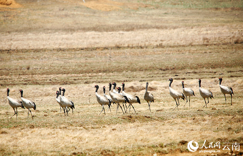 Over 1,200 black-necked cranes spend winter in nature reserve in SW China's Yunnan