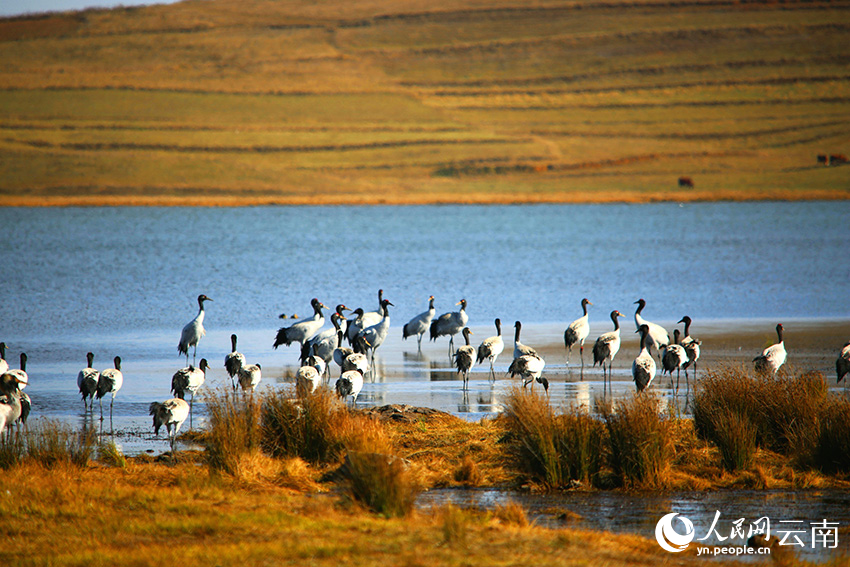 Over 1,200 black-necked cranes spend winter in nature reserve in SW China's Yunnan