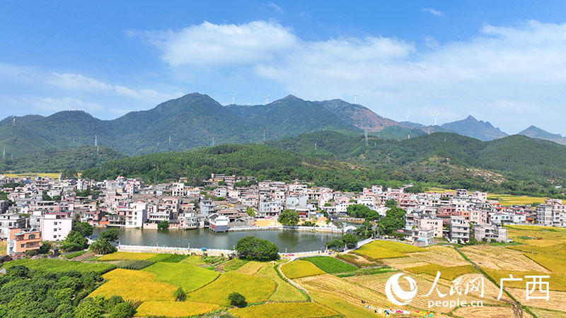 In pics: Late-season rice enters harvest season in south China's Guangxi