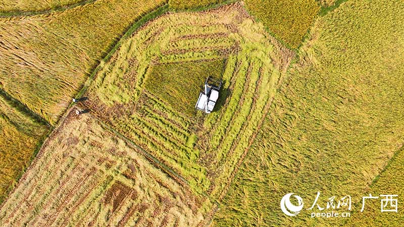 In pics: Late-season rice enters harvest season in south China's Guangxi