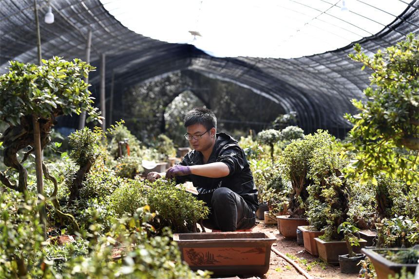 Bonsai grows into big industry in Yifeng city, E China's Jiangxi