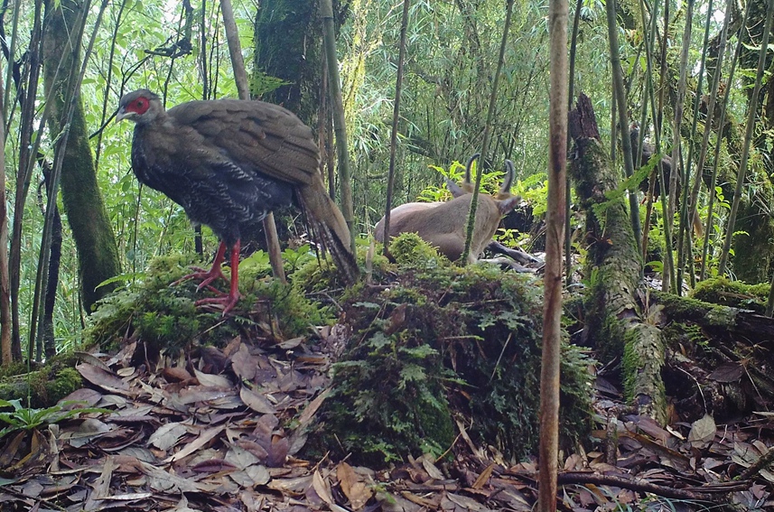 Silver pheasants, Indian muntjac seen in same footage in SW China’s Yunnan