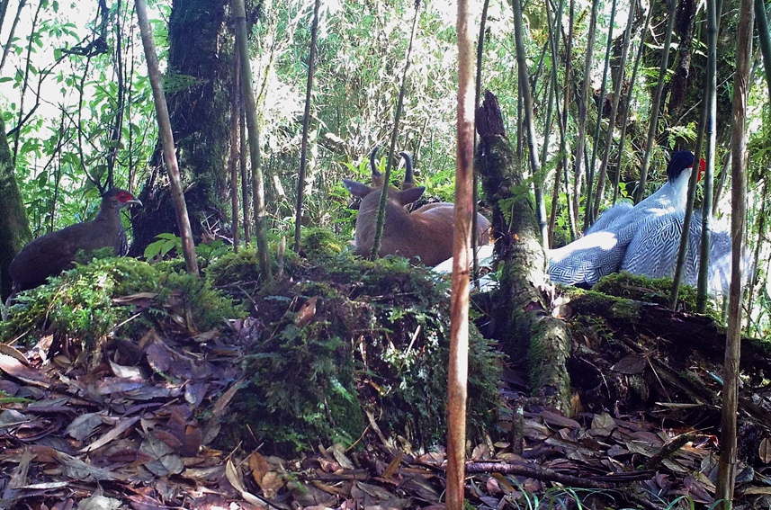 Silver pheasants, Indian muntjac seen in same footage in SW China’s Yunnan