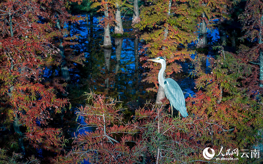 Wetland park in SW China's Yunnan offers picturesque scenery