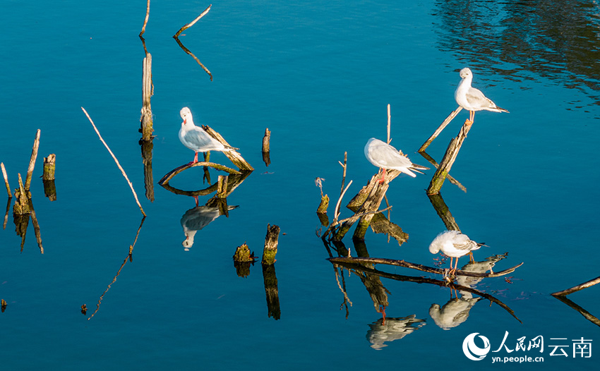 Wetland park in SW China's Yunnan offers picturesque scenery