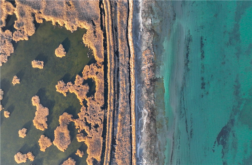 Gorgeous early winter views of Bostan Lake National Wetland Park in China's Xinjiang