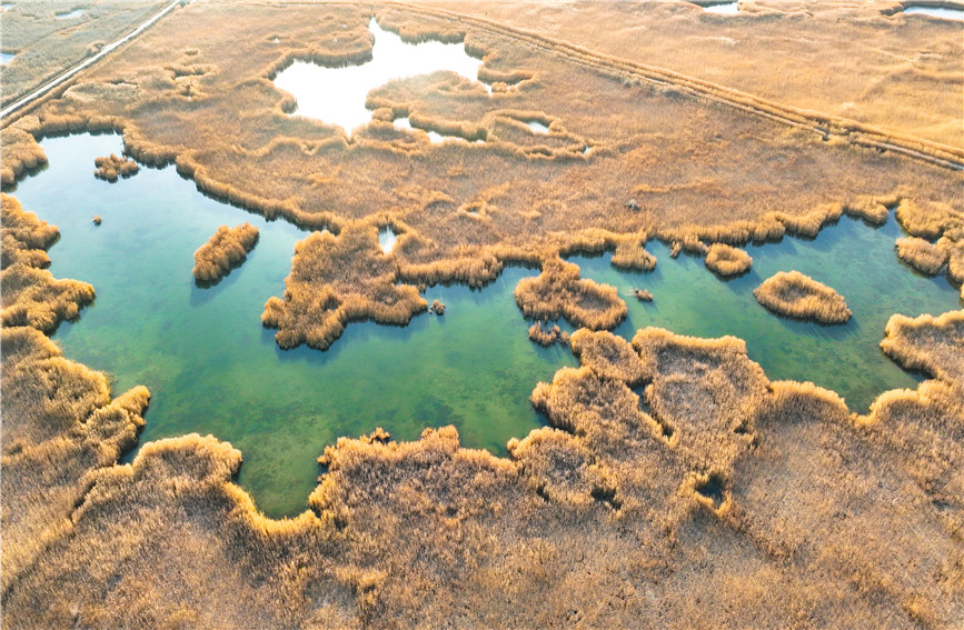 Gorgeous early winter views of Bostan Lake National Wetland Park in China's Xinjiang