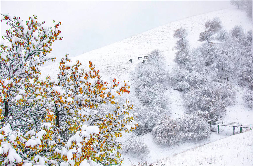 First snow turns 'Apricot Valley' in China's Xinjiang into 'beautiful painting'