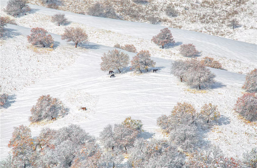 First snow turns 'Apricot Valley' in China's Xinjiang into 'beautiful painting'