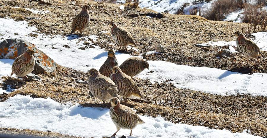 Qilian Mountain National Park becomes paradise for wild animals in early winter