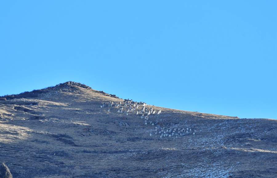 Qilian Mountain National Park becomes paradise for wild animals in early winter