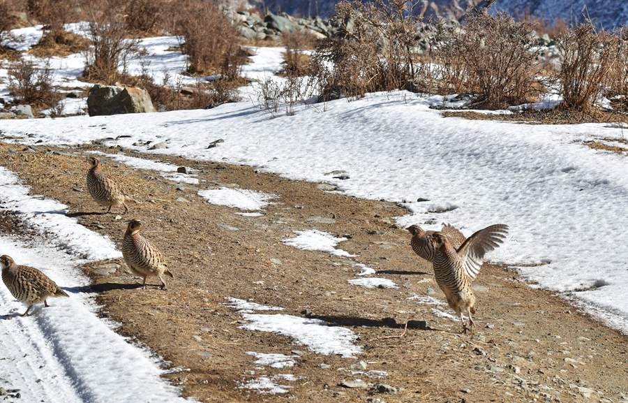 Qilian Mountain National Park becomes paradise for wild animals in early winter