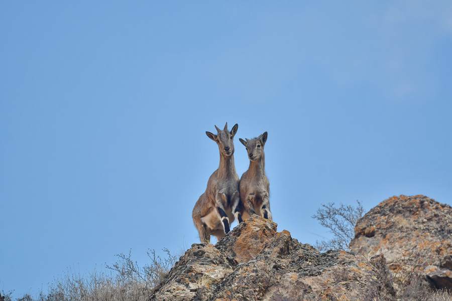 Qilian Mountain National Park becomes paradise for wild animals in early winter