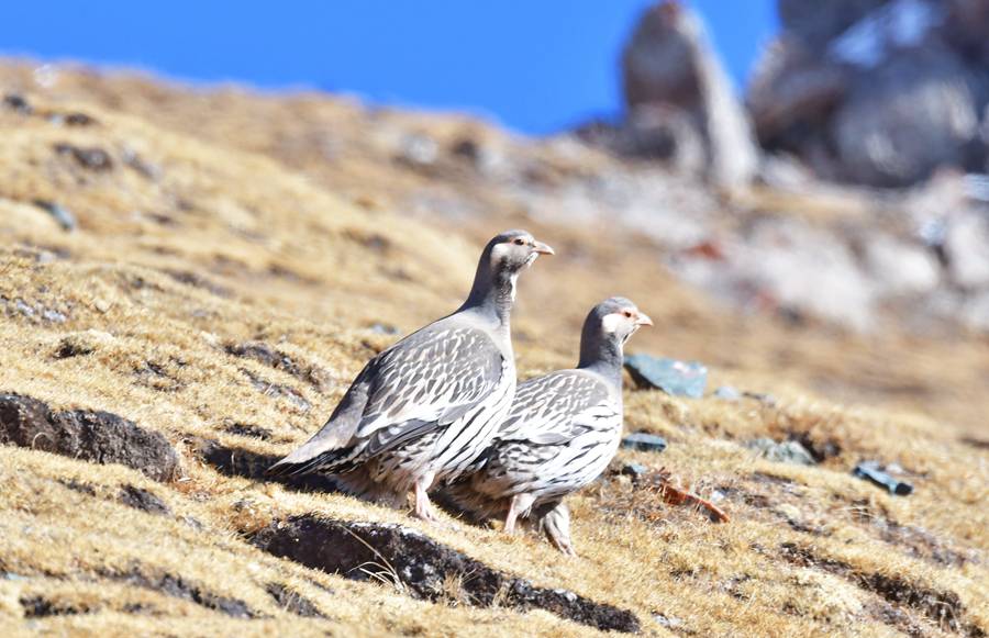 Qilian Mountain National Park becomes paradise for wild animals in early winter