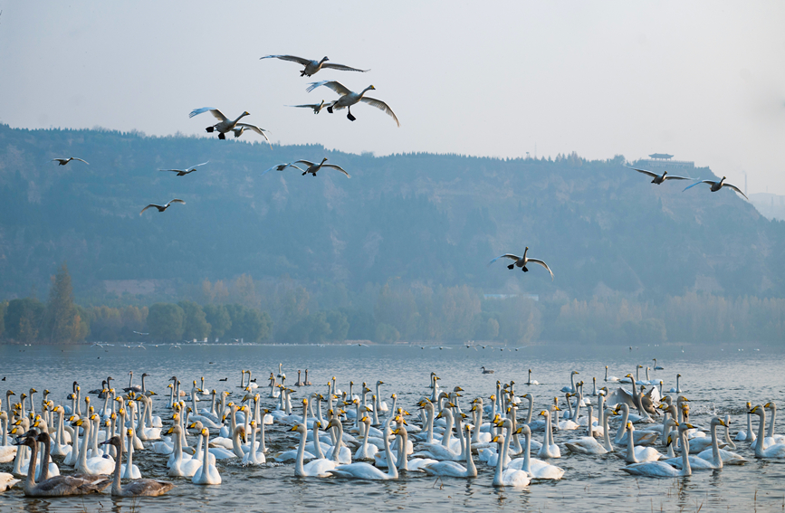 White swans arrive at wetland in north China’s Shanxi in early winter