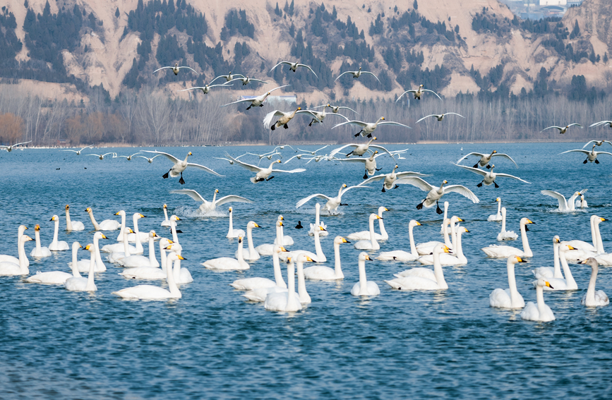 White swans arrive at wetland in north China’s Shanxi in early winter