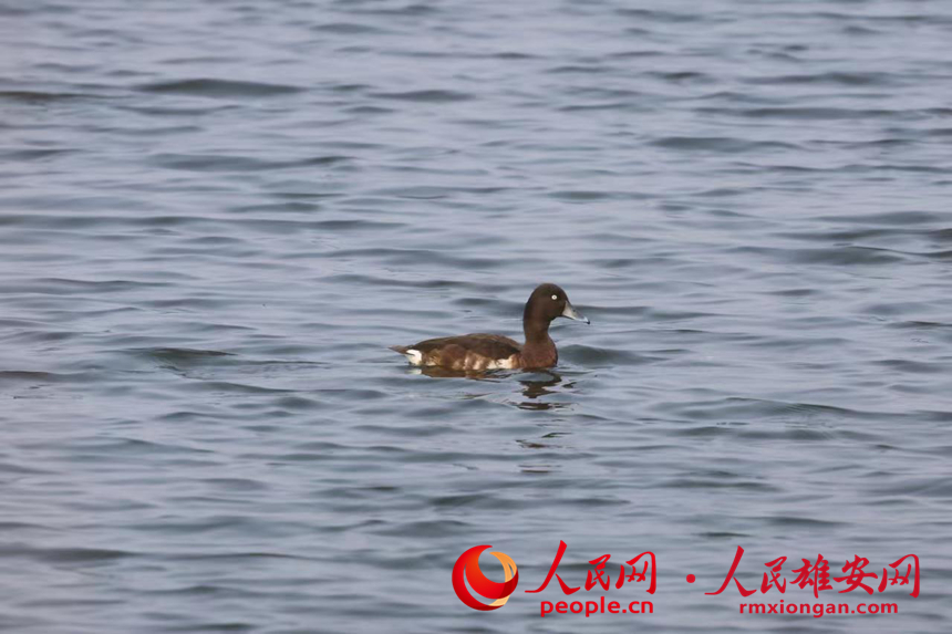 In pics: several rare bird species spotted in Xiong'an New Area