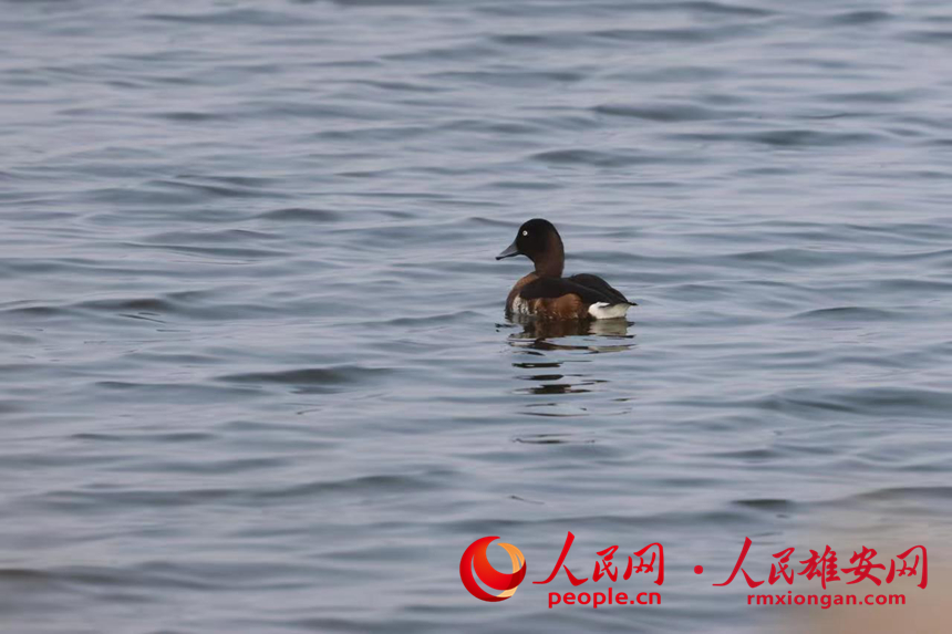 In pics: several rare bird species spotted in Xiong'an New Area