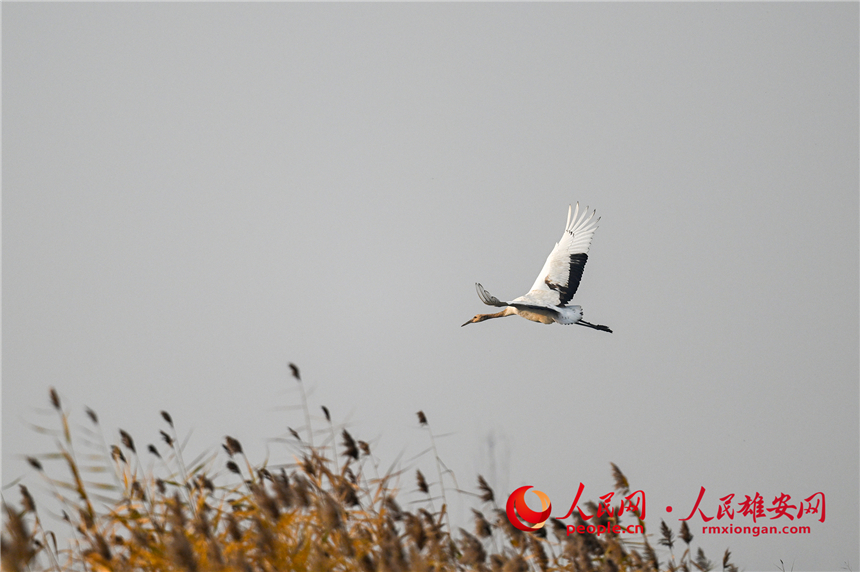 In pics: several rare bird species spotted in Xiong'an New Area