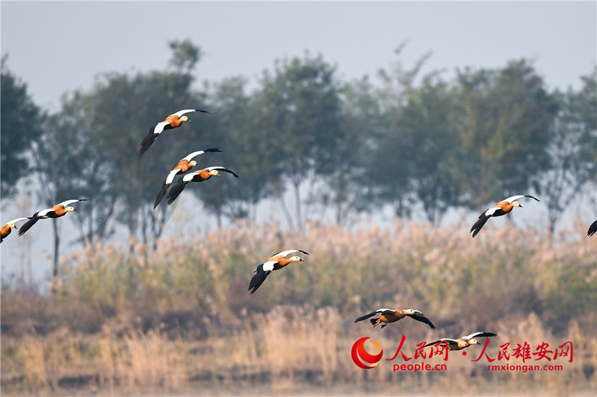 In pics: several rare bird species spotted in Xiong'an New Area