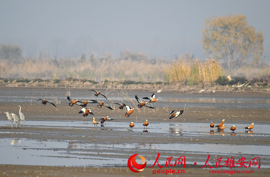 In pics: several rare bird species spotted in Xiong'an New Area