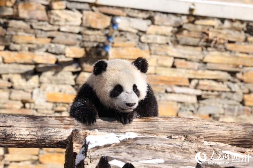 Twin giant panda cubs named in SW China's Sichuan