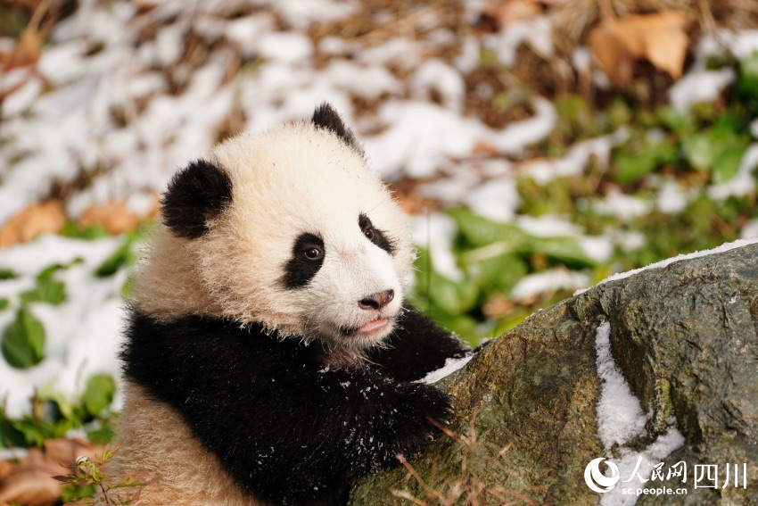 Twin giant panda cubs named in SW China's Sichuan