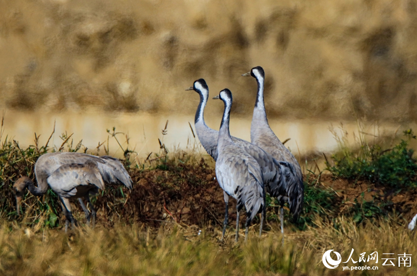 Migrating grey cranes fly to national wetland park in SW China's Yunnan to overwinter