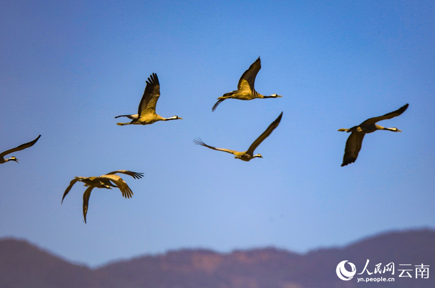 Migrating grey cranes fly to national wetland park in SW China's Yunnan to overwinter