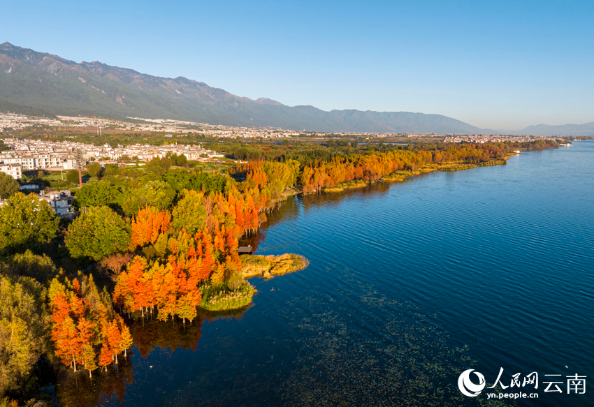 In pics: beautiful scenery of dawn redwoods at Erhai Lake