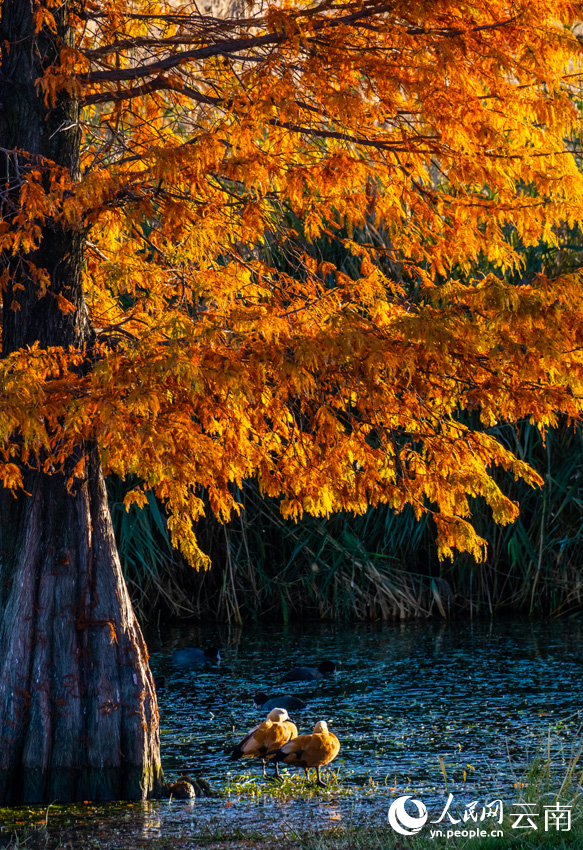 In pics: beautiful scenery of dawn redwoods at Erhai Lake