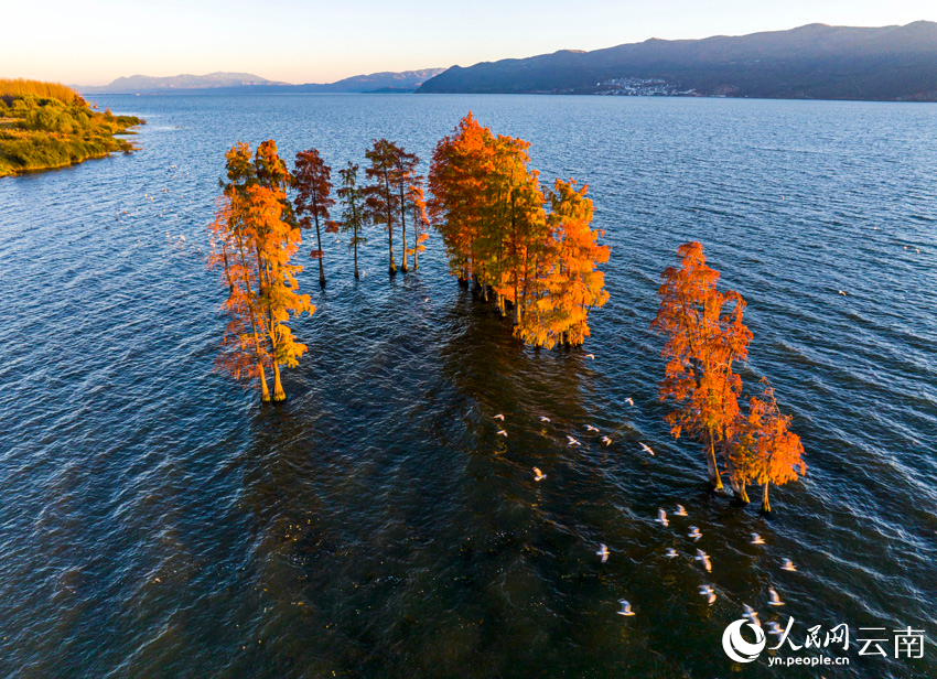 In pics: beautiful scenery of dawn redwoods at Erhai Lake