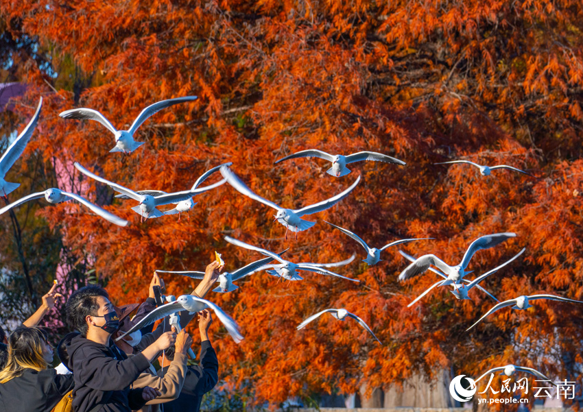 In pics: beautiful scenery of dawn redwoods at Erhai Lake