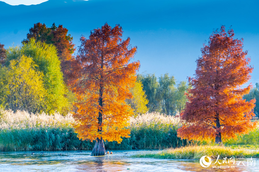 In pics: beautiful scenery of dawn redwoods at Erhai Lake