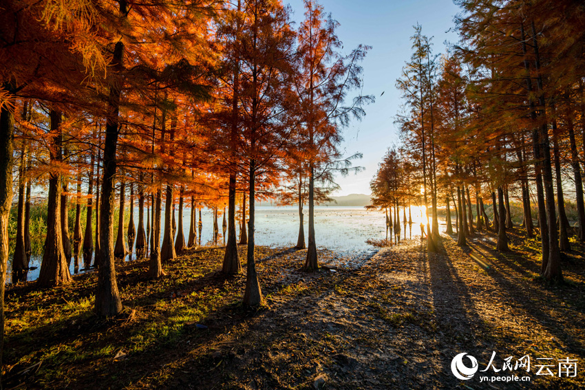 In pics: beautiful scenery of dawn redwoods at Erhai Lake