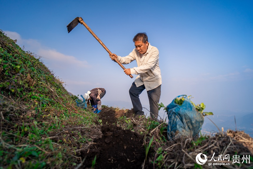 Pu’an county advances rural revitalization by planting white tea trees 