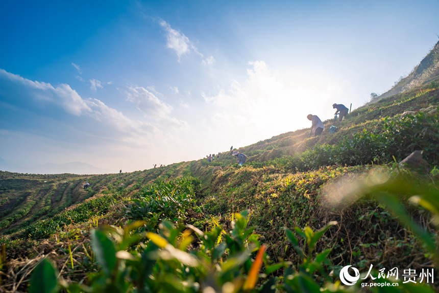 Pu’an county advances rural revitalization by planting white tea trees 