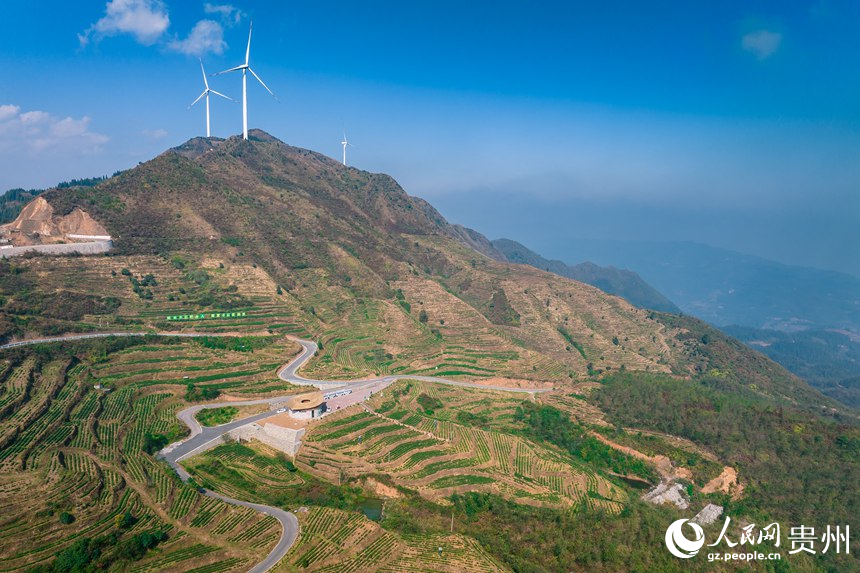 Pu’an county advances rural revitalization by planting white tea trees 