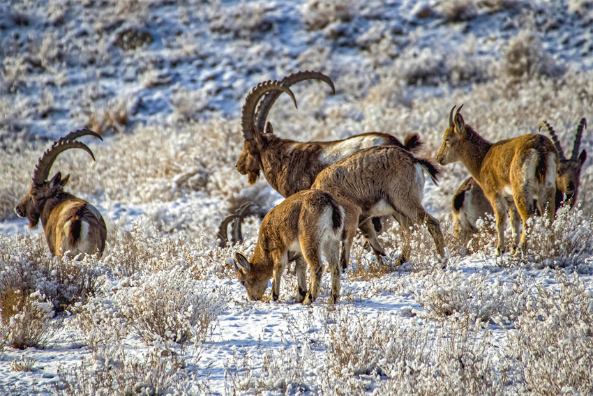 Wild Siberian ibex forage, play on rocks in NW China’s Xinjiang