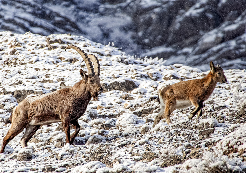 Wild Siberian ibex forage, play on rocks in NW China’s Xinjiang