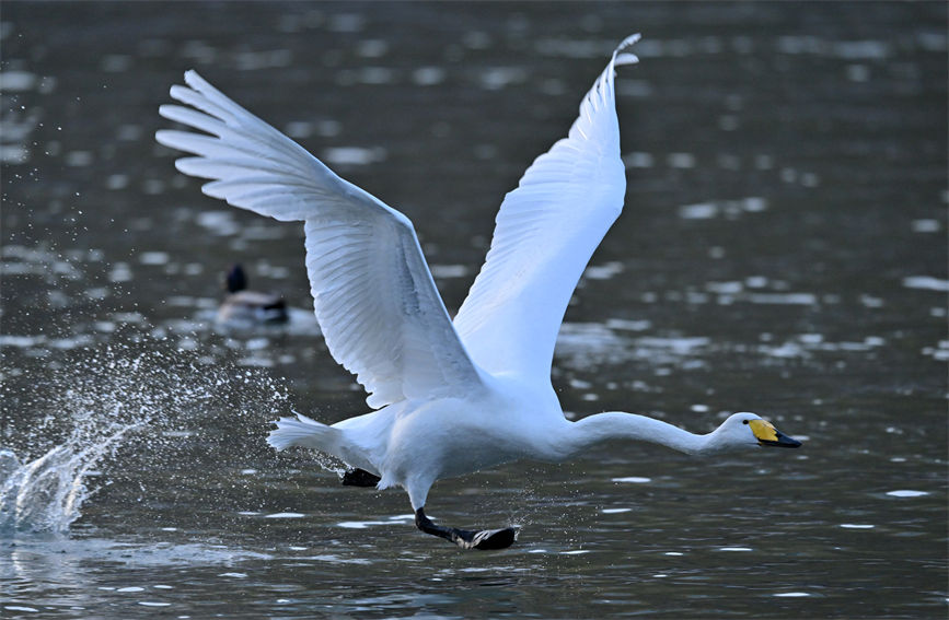 Swans wintering in Korla of NW China’s Xinjiang add charm to city