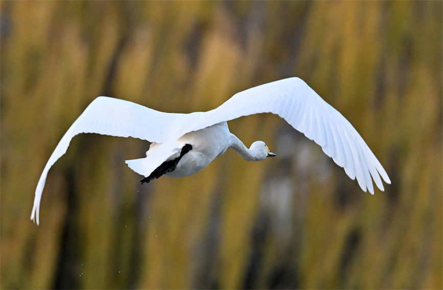 Swans wintering in Korla of NW China’s Xinjiang add charm to city