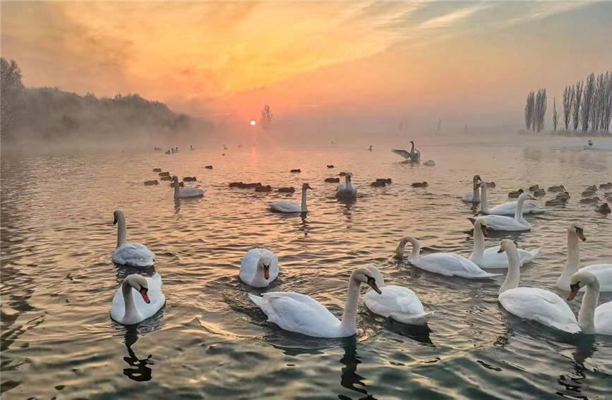 Swans add charm to wetland in NW China's Xinjiang