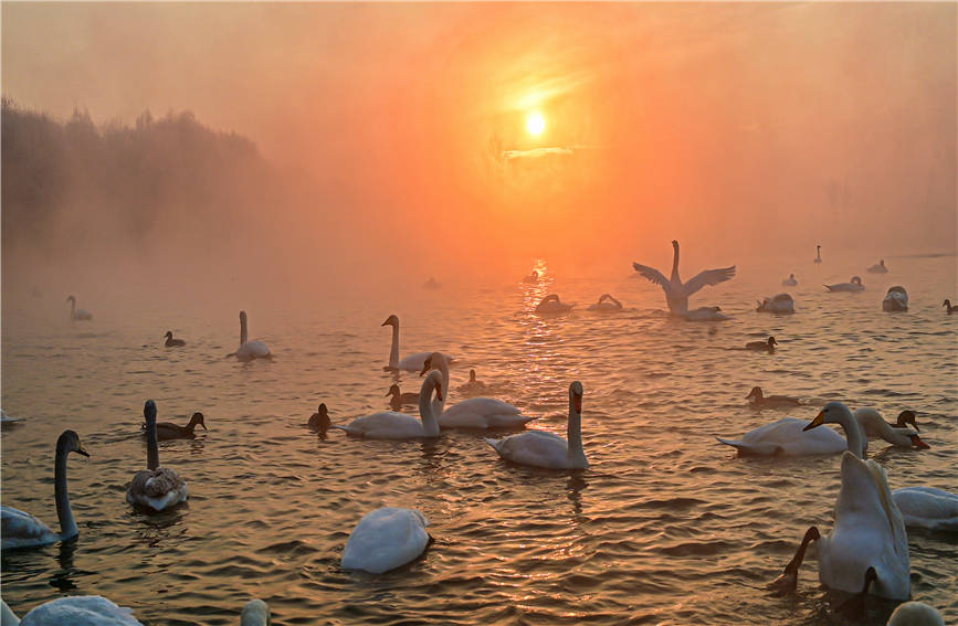 Swans add charm to wetland in NW China's Xinjiang