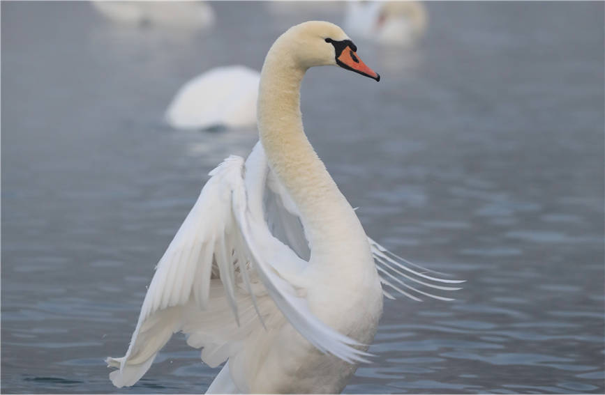 Swans add charm to wetland in NW China's Xinjiang