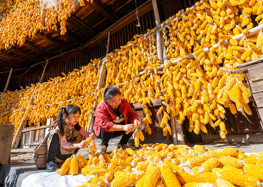 Golden corn cobs add festive color and charm to rural dwellings in SE China’s Fujian